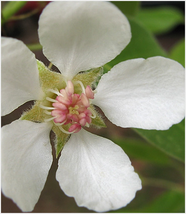 Young pear blossom photographed in Litchfield.